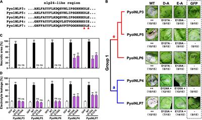 Nep1-Like Proteins From the Biocontrol Agent Pythium oligandrum Enhance Plant Disease Resistance Independent of Cell Death and Reactive Oxygen Species